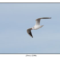 Mouette en vol
