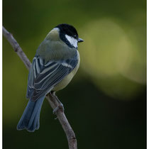Mésange charbonnière
