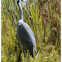 Héron cendré