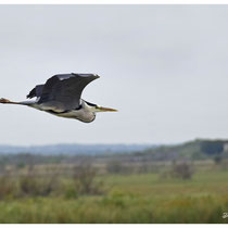 Héron cendré en vol très caractéristique avec son cou replié.