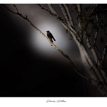 Corneille noire