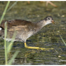 Gallinule juvénile