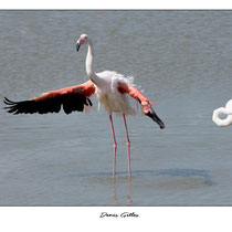 Flamant rose