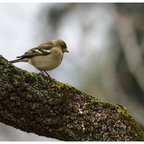 Pinson des arbres femelle