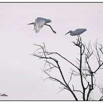 Grandes Aigrettes
