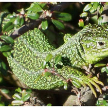 Lézard vert
