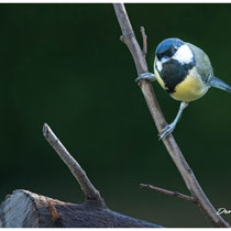 Mésange charbonnière