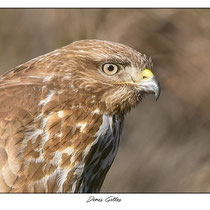 Buse variable