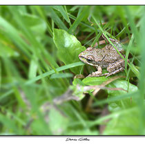 Petite grenouille rousse