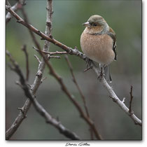 Pinson des arbres