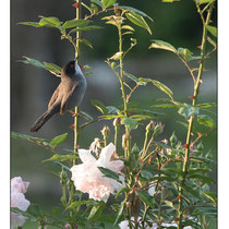 Fauvette Mélanocéphale