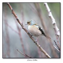 Pinson des arbres