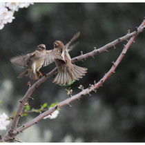 Ebats amoureux d'un couple de moineaux