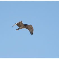 Aigle de Bonelli