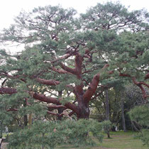 imposanter Baum 