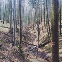 Der Wienerwald - ein wunderschönes Fleckchen Erde