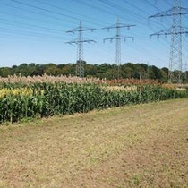 FARMSORGHO - Hybride zur Körner- und Biogasnutzung