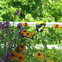 August 7 - Goldfinch at our balcony 