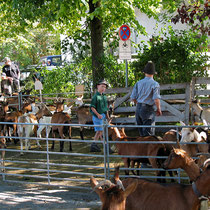 Goat judging
