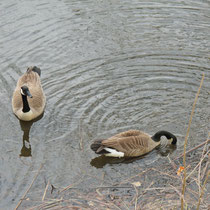 April 2 - Pond thawed, geese return
