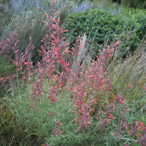 Lurie Garden in September