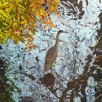 October 28 - A heron's brief visit