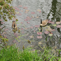 May 10 - The goslings last seen