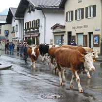 Mittenwald, the cows coming down from the mountains