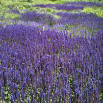 Lurie Garden in May