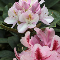 mein Rhododendron