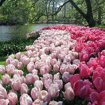 Keukenhof, Holland