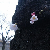 まだ全体はまだまだなのに、幹の途中に出てきたつぼみが開いていました。