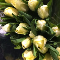 Tulpenliebe