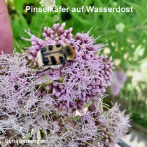 Pinselkäfer (Trichius fasciatus) auf Wasserdost