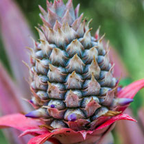 Ananas  |   Pineapple  (Ananas comosus) -- Peru / Centro De Rescate Taricaya