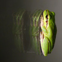 Europäische Laubfrosch / European tree frog (Hyla rborea) --Camargue/France