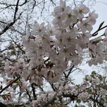 大元公園　桜