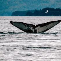 Majestic movements of the humpback whales