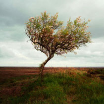 Arcachon tree