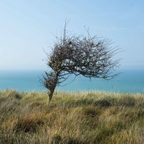 Arbre de Bretagne 