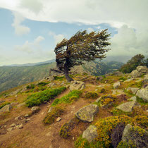 Arbre de Corsica 