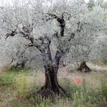 L Olivier buys les Baronnies dold en Satchi