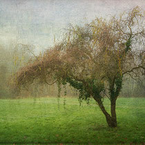 L'arbre en Sologne