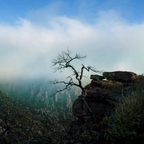 Arbre Arizona