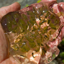 A jelly-like mass of spotted salamander eggs found in a vernal pool in the woods of Distant Hill Gardens. 