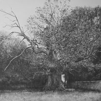 Un arbre, une commune...... ASSON (Pyrénées Atlantiques) Marronnier (environ 450 ans) Graphite et gesso sur toile 2013 100 x 100 cm 