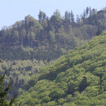 Burgsteinmauer  -  WaldFranz  (Forest.Frank@gmx.at)