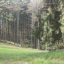 Da Reh-Stadl  -  WaldFranz  (Forest.Frank@gmx.at)