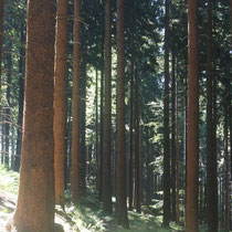 Berger Leit`n (Luchs-Habitat)  -  WaldFranz  (Forest.Frank@gmx.at)