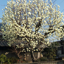 こぶしの花